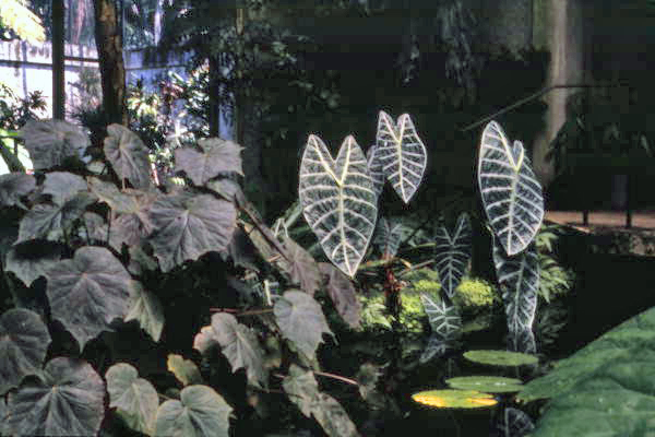 View showing Philodendron plants at the Fairchild Tropical Garden in Miami, Florida.