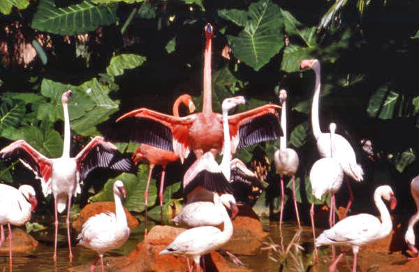 Flamingos at the Flamingo Gardens aviary in Davie, Florida.
