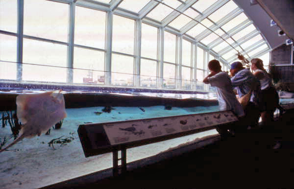 Florida Aquarium bays & beaches gallery.