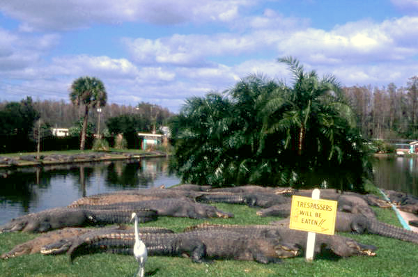 View showing alligators and sign at the Gatorland theme park in Orlando, Florida.