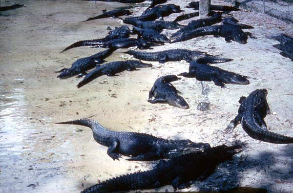 View of alligators at the Homosassa Springs Wildlife State Park.