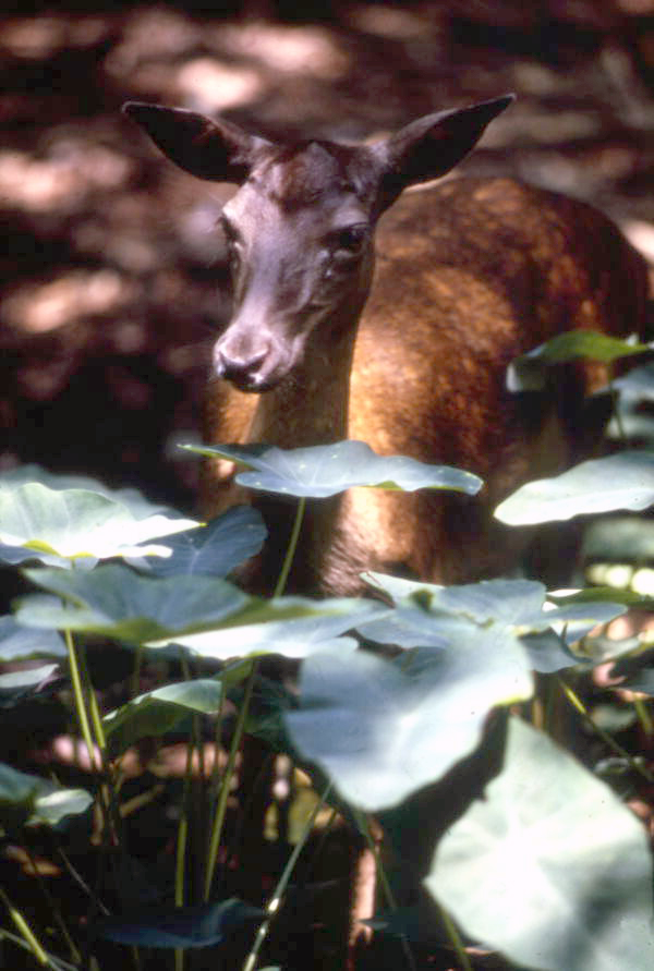 View of a deer at the Homosassa Springs Wildlife State Park.
