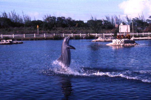 View of dolphin performing at the "Theater of the Sea" marine mammal park in Islamorada, Florida.