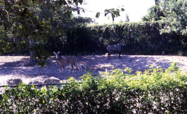 View of deer at Jungle Larry's African Safari at Caribbean Gardens in Naples, Florida.