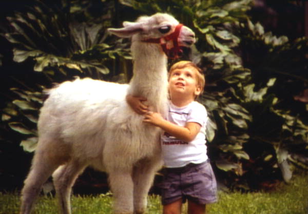 Child petting llama at the Lion Country Safari amusement park in West Palm Beach, Florida.