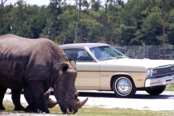 Visitors driving by White rhino at the Lion Country Safari amusement park in West Palm Beach, Florida.