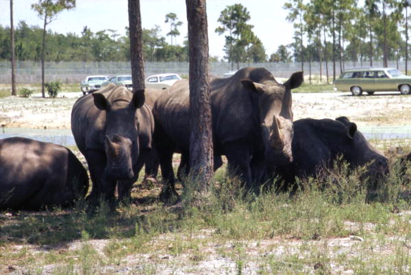 White rhinos at the Lion Country Safari amusement park in West Palm Beach, Florida.