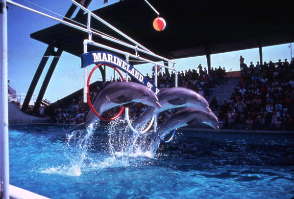 Dolphins leaping through hoops at the Marineland attraction.
