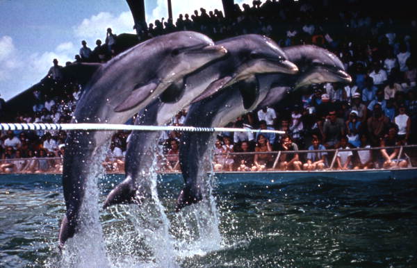 Dolphins leaping over a pole at the Marineland attraction.