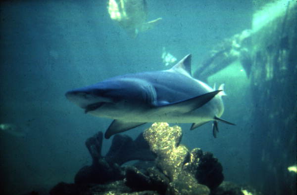 View of a shark at the Marineland attraction.
