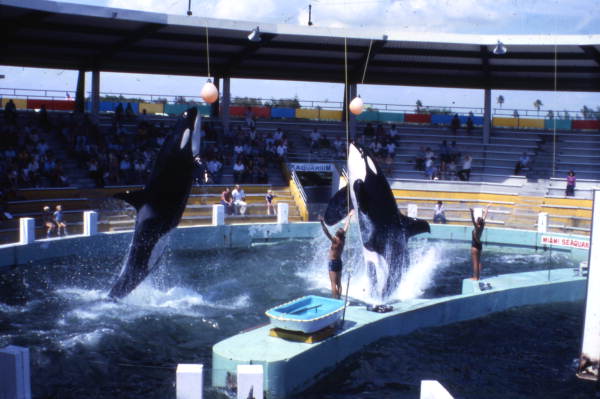 Orca whales leaping out of the water for animal trainers during a show at the Miami Seaquarium attraction.