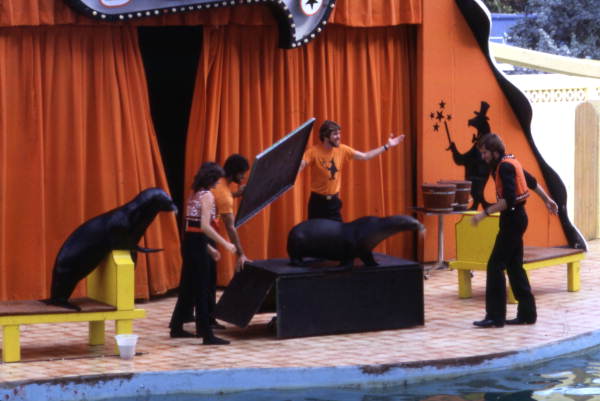 Animal trainers working with sea lions during a magic show at the Miami Seaquarium attraction.