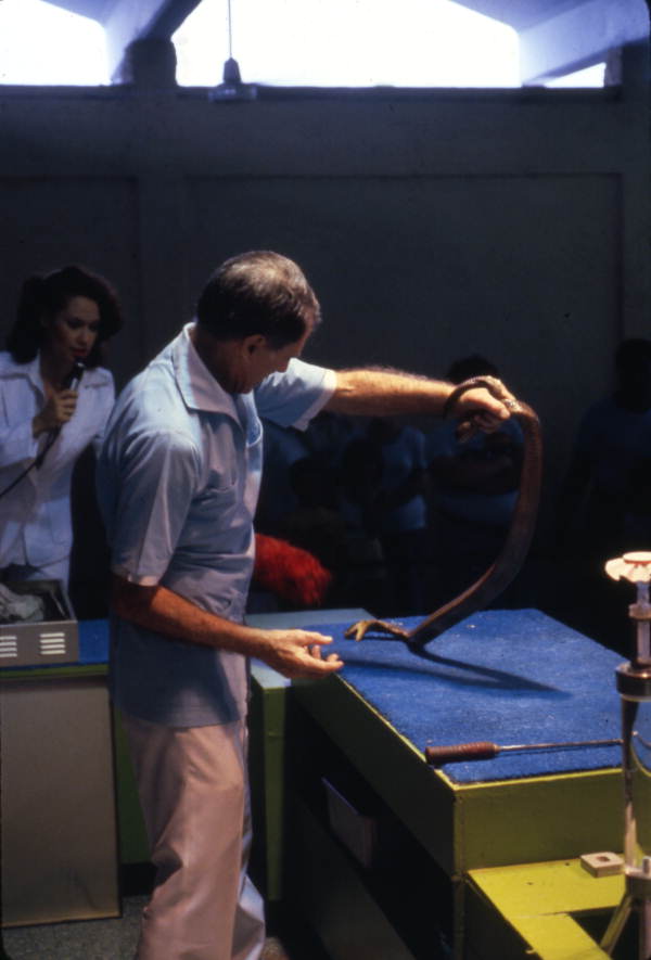 Bill Haast performing with a cobra during a snake show at the Miami Serpentarium attraction.