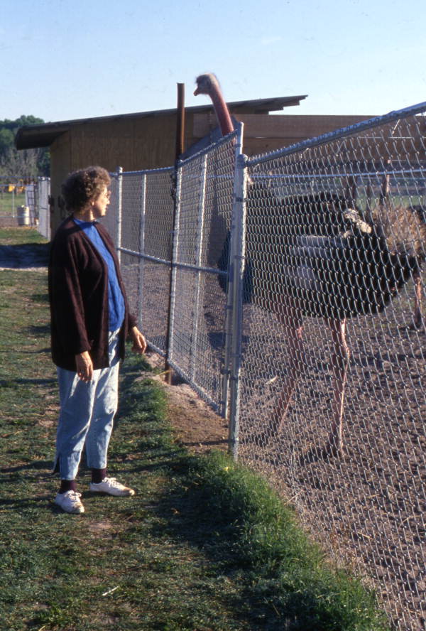 Person viewing ostrich at the North Florida Ostrich Farm.