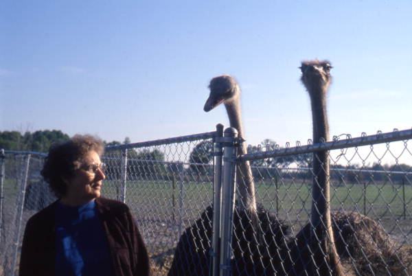 Person looking at ostriches at the North Florida Ostrich Farm.