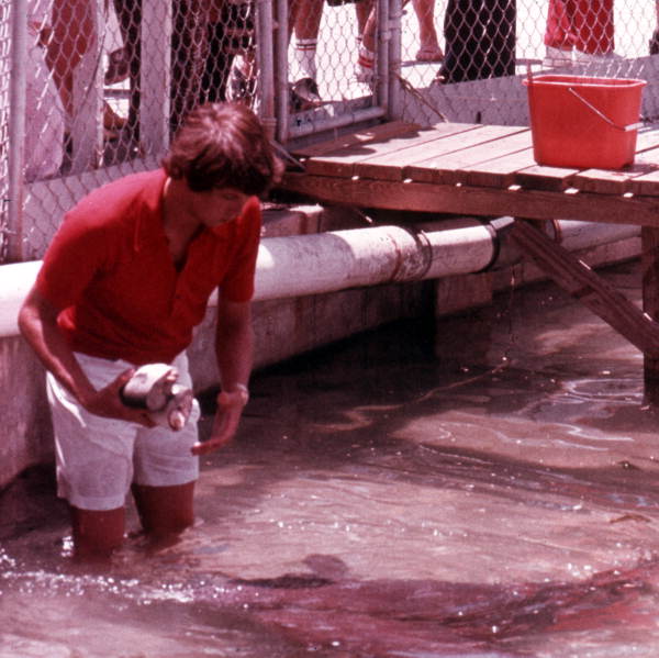Shark feeding at the Ocean World attraction located at 1701 S.E. 17th St. in Fort Lauderdale, Florida.