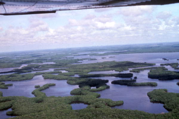 Aerial view showing mangroves in the Cape Romano-Ten Thousand Islands Aquatic Preserve.