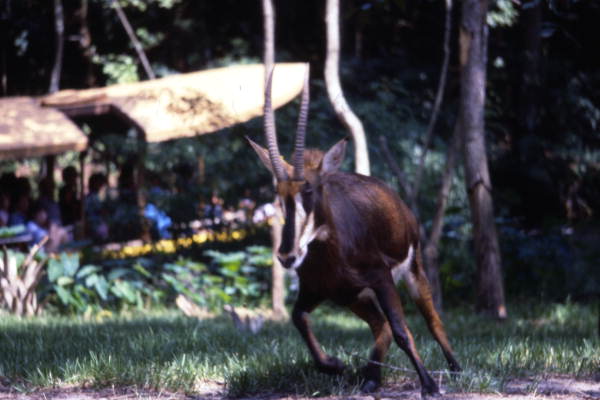 Sable antelope at the Silver Springs attraction in Ocala, Florida.