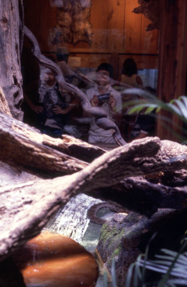 Visitors viewing display at the Silver Springs attraction in Ocala, Florida.
