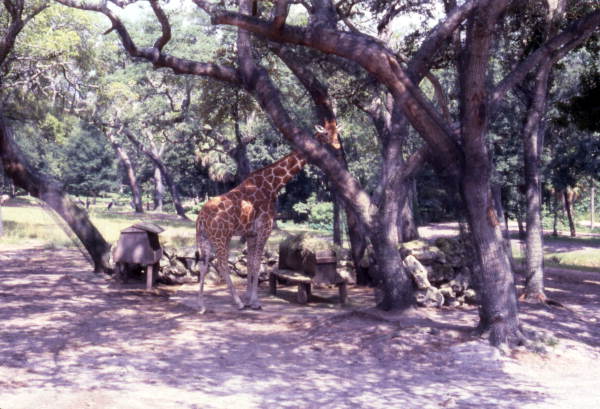 View of giraffe at the Silver Springs attraction in Ocala, Florida.