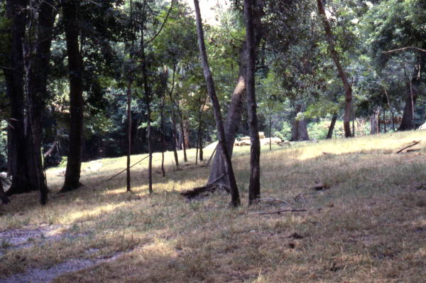 View showing trees in Silver Springs, Florida.