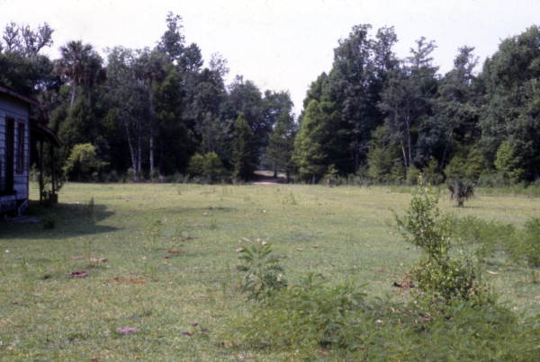 View looking toward trees in Silver Springs, Florida.