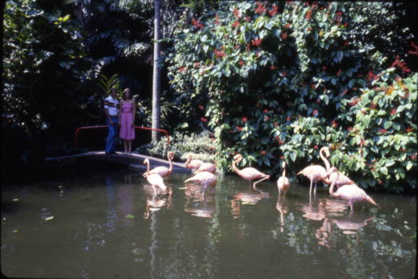 Visitors viewing flamingos at the Sunken Gardens attraction in Saint Petersburg, Florida.