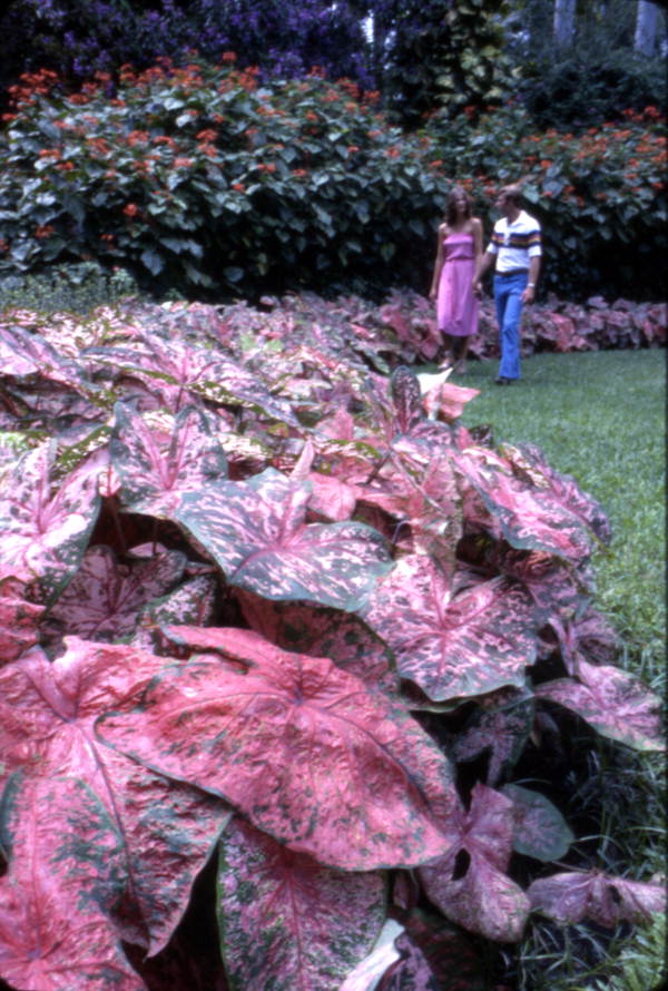 Caladium at the Sunken Gardens attraction in Saint Petersburg, Florida.