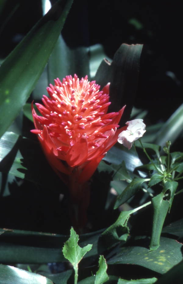 View showing a Summer Torch (Billbergia pyramidalis) flower at the Sunken Gardens attraction in Saint Petersburg, Florida.