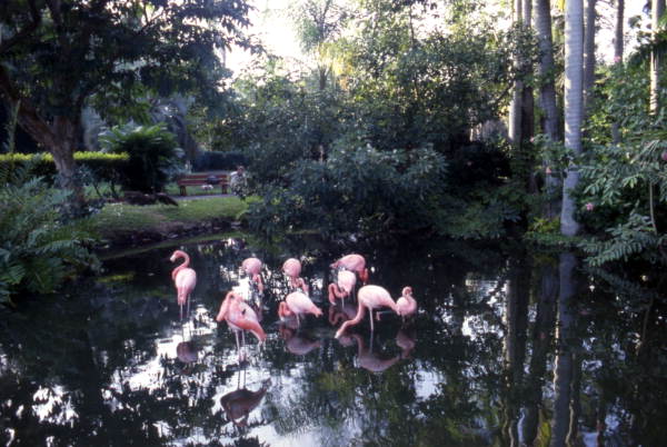 View showing flamingos at the Sarasota Jungle Gardens attraction.