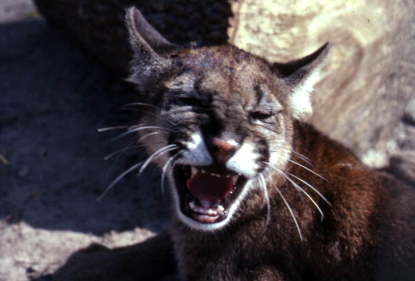 Florida panther at the Tallahassee Jr. Museum.