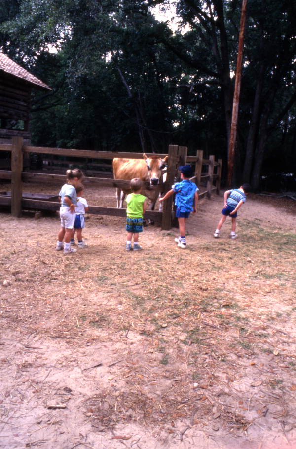 Young visitors looking at a cow at the Tallahassee Jr. Museum.