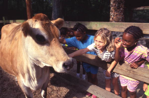 Young visitors petting a cow at the Tallahassee Jr. Museum.
