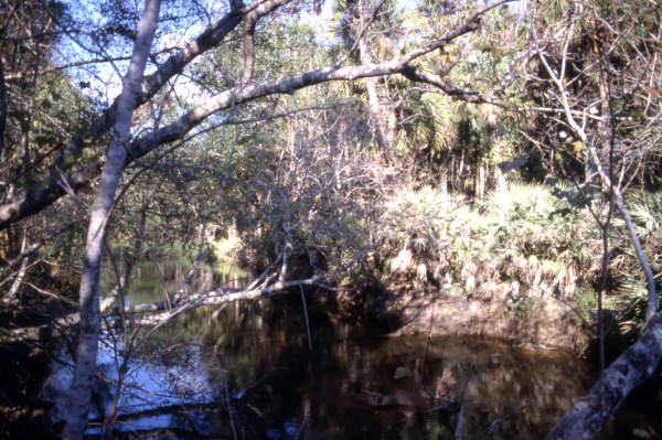 Scenic view at the Turkey Creek Sanctuary in Palm Bay, Florida.