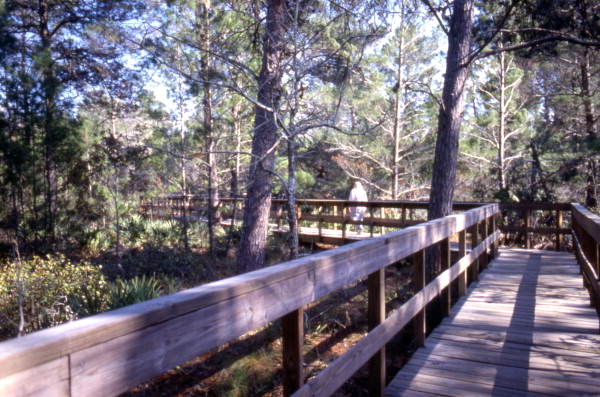 View of boardwalk at the Turkey Creek Sanctuary in Palm Bay, Florida.