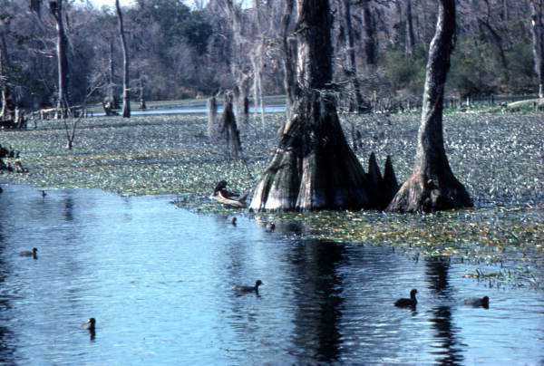 Scenic view of Wakulla Springs.
