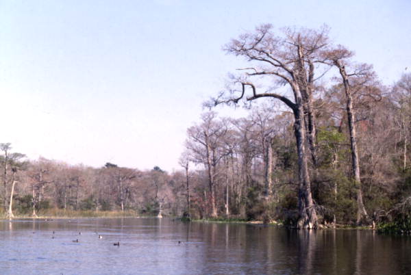 Scenic view at Wakulla Springs.