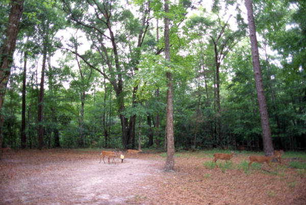 View showing deer at Wakulla Springs.