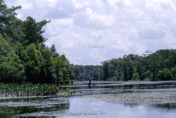Scenic view of Wakulla Springs.