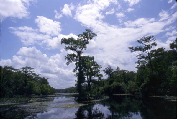 Scenic view showing Wakulla Springs.