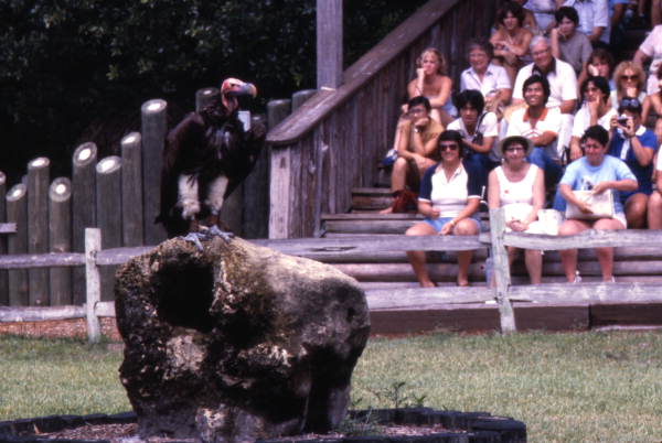 Vulture at the Weeki Wachee Springs amusement park - Weeki Wachee, Florida.