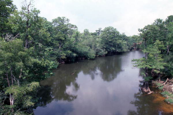 Scenic view overlooking a section of the Apalachicola River.