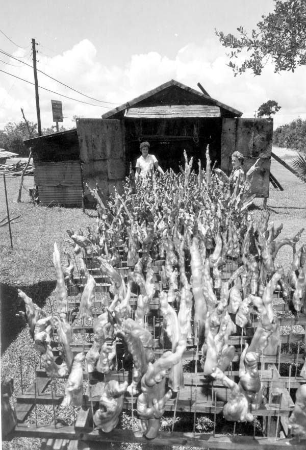 Women admiring cypress knee samples at museum - Palmdale, Florida