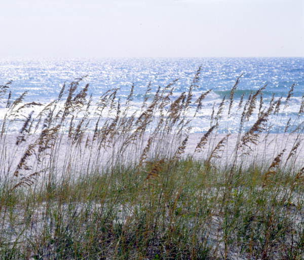 Sea oats blowing in the wind at the seashore - Fort Walton Beach, Florida