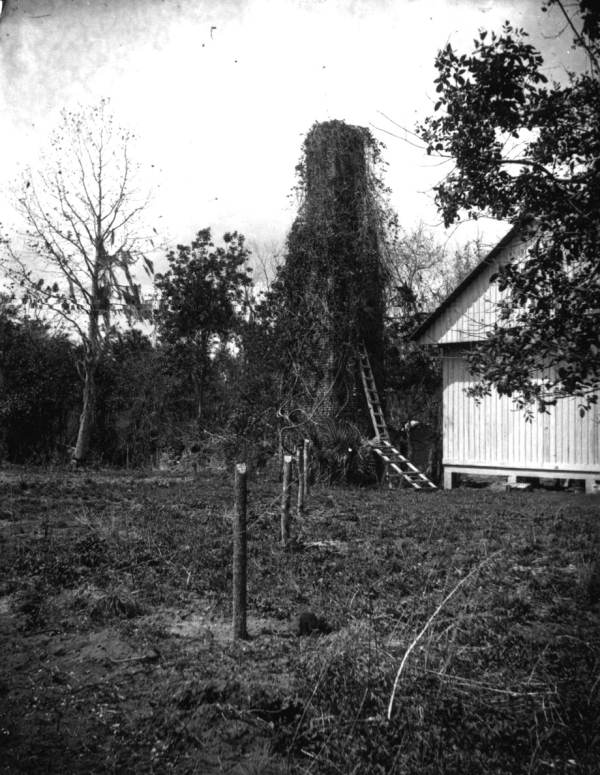 Chimney covered with vines