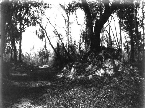 A large oak growing on a mound beside the trail