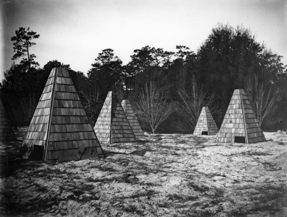 Pyramid shaped shelters protecting the citrus from the cold