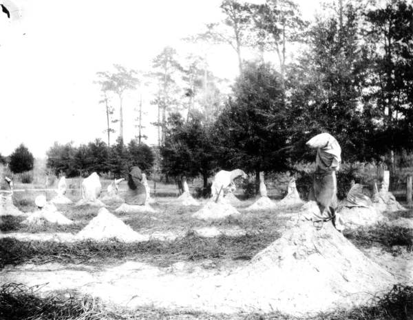Sand covering the citrus trees to protect them from the freezing cold
