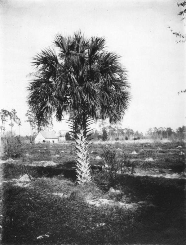 Palm