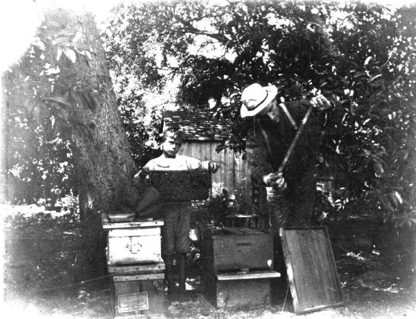 Examining the bees